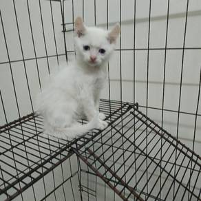 American Curl 