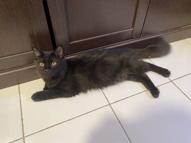 Kucing