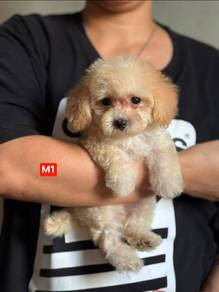 cavapoo puppies::::