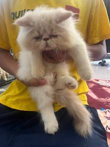 Kucing Parsi