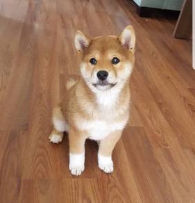 Delightful Shiba Inu Little Fox Puppy Puppy Dog