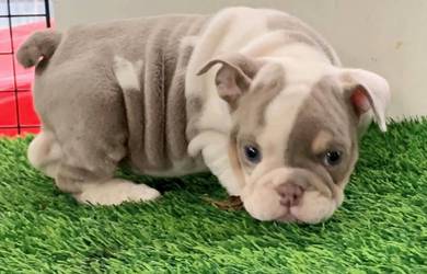 ENGLISH BULLDOG PUPPIES E31 🐻 Female Available
