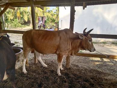Lembut untuk dijual 