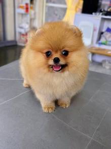 Pomeranian puppies with MKA 