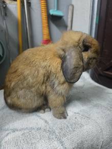arnab Holland Lop HL
