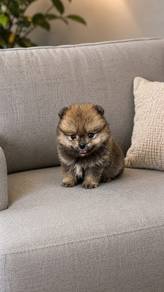 Pomeranian Sable Female Puppy 