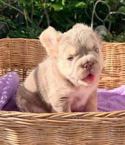 FRENCH BULLDOG PUPPIES VIP160 🌻super fluffy Boy