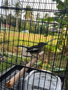 Anak Suap Murai Kampung