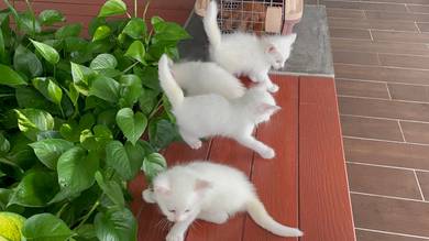 4 Pure Cristal White Mainecoon Kittens