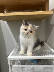 exotic shorthair
