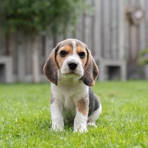 Beagle puppies 