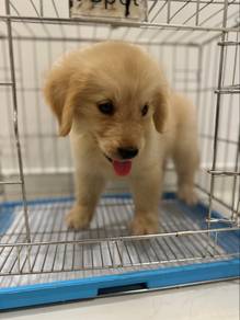 golden retriever g