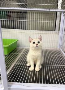 BSH Silver shaded kitten