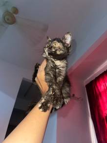 BSH Kitten (tortie)
