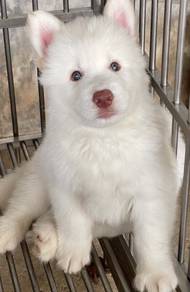 FLUFFY 🌻216 HUSKY WOOLY PUPPIES Boy~Girl