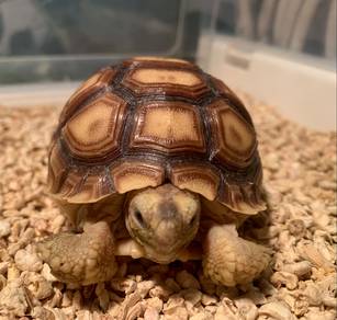 Sulcata Tortoise