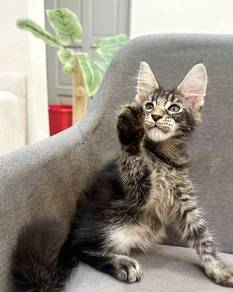 Purebred Male Mainecoon kitten.