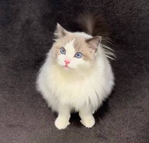 Ragdoll