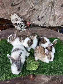 Arnab Rabbit