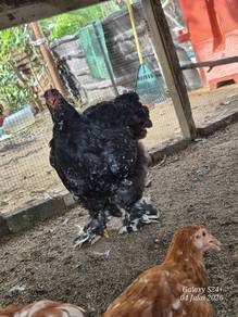 brahma
