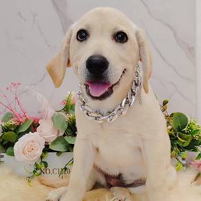 Labrador