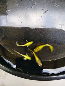 borong ikan guppy full gold 
