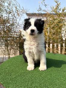 Male Black White BorderCollie with Purebreed