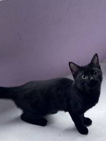 Bsh black