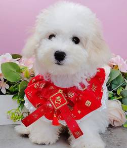 Maltese
