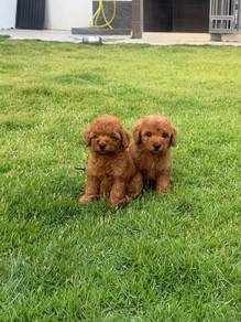 Red poodle puppy