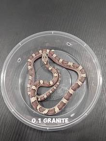 corn snake (granite morph)