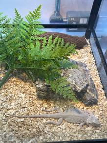 Hypo zero bearded dragon for sale