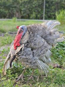 ayam belanda b.slate