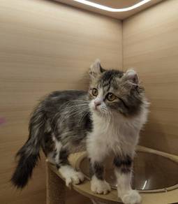 American curl cat available for sale