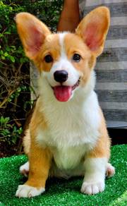 CORGI PUPPIES VIP15 Female Tri color