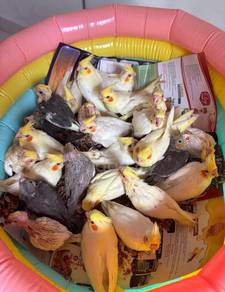 burung cockatiel jinak anak / besar bole freefly
