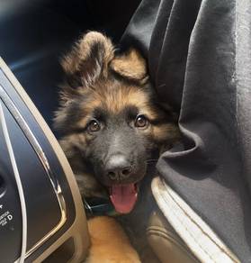 German Shepherd