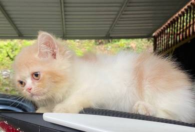 kitten exotic hair for rehome