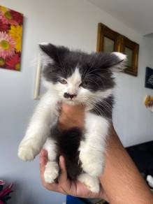 ragdoll mix parsi kitten female comel gebu