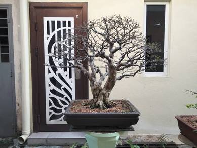 Bonsai Sui Mei / Jeliti / Wrightia Religiosa