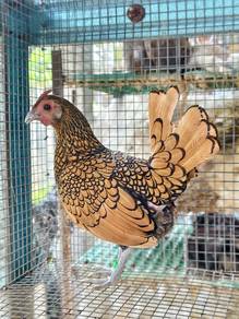 Ayam Batik