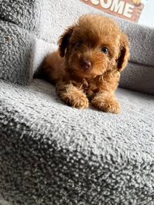 maltipoo puppy