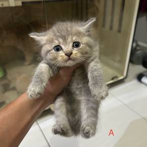 kitten Scottish & American