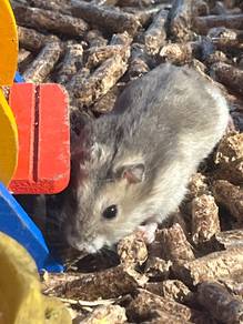 Hamsters winter white for sale