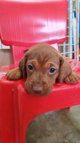 Daschunds