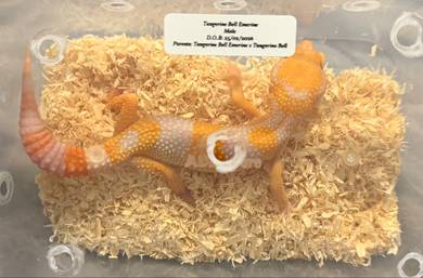 Leopard Gecko