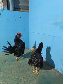 ayam serama sepasang