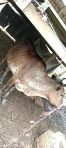 Lembu 6 ekor