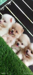 pomeranian 