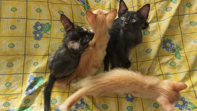 Kittens For Sale